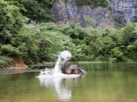ethical elephant sanctuary and Tiger Cave Temple tour Krabi, photo 1