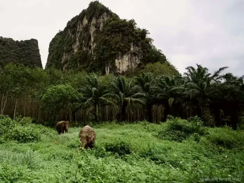 ethical elephant sanctuary and Tiger Cave Temple tour Krabi, photo 4